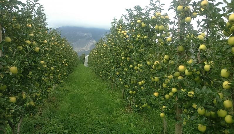 Valorizzazione della frutticoltura della Barbagia – Avviso Pubblico –