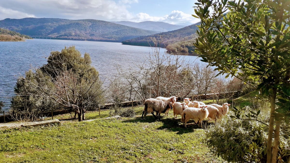 lago-pecore-agricoltura-gavoi