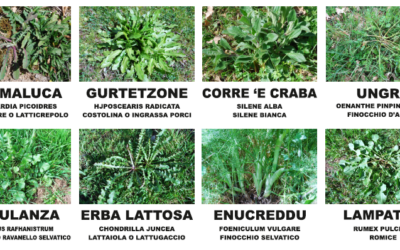 “S’Erbuzu”: Primavera nel cuore della Barbagia – A Gavoi una giornata dedicata ai sapori autentici