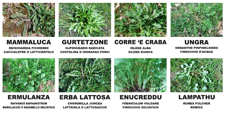 “S’Erbuzu”: Primavera nel cuore della Barbagia – A Gavoi una giornata dedicata ai sapori autentici